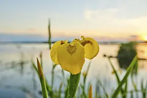 Springtime In Bavaria Prints: Yellow flag (Iris pseudacorus)