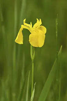 Yellow Iris Switzerland Prints: Yellow flag (Iris pseudacorus)