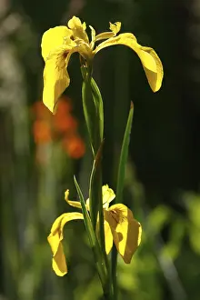 Yellow Iris Germany Prints: Yellow flag (Iris pseudacorus)