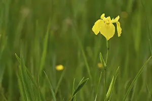 Deserted Flowering Plants Prints: Yellow flag (Iris pseudacorus)