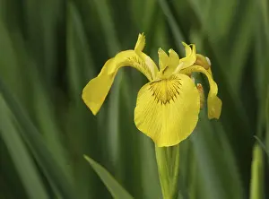 Yellow Iris Prints: Yellow iris