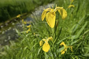 Yellow Iris Prints: Yellow iris (Iris pseudacorus)