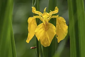 Yellow Iris Prints: Yellow Iris (Iris pseudacorus)