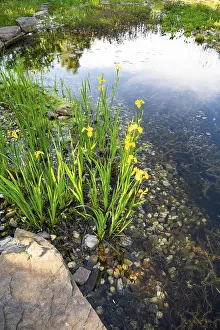 Yellow Iris Prints: Yellow iris (Iris pseudacorus)