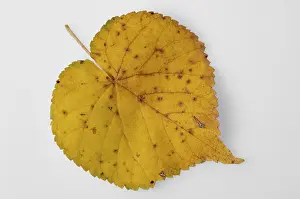Autumnal Colored Leaves Prints: Yellow leaf