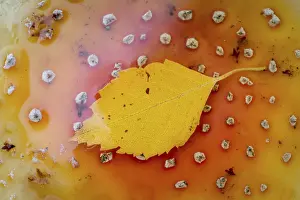 Poisonous Mushroom Germany Prints: Yellow leaf on toadstool, Hohenlohe