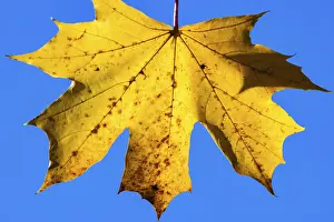 Central Europe Fall Season Prints: Yellow maple leaf in front of a blue sky
