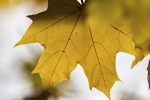 German Federal State Scenery Prints: Yellow maple leaf with soft shadow effects