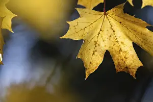 Yellow Maple Tree Leaf Prints: Yellow maple leaf in soft sunlight with structured natural background