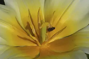 Ornamental Plant Prints: Yellow tulip