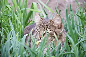 Deserted House Cat Prints: Young cat