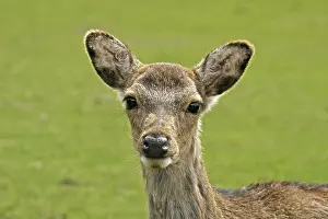 Wild Animals In Nature Prints: Young deer