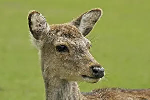 Animal Portrait Prints: Young deer