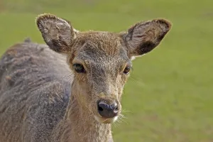 Mammal Photography Prints: Young deer