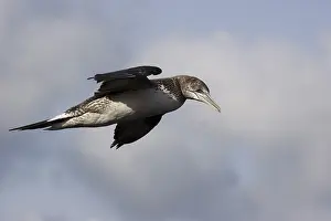 Nature Photography Germany Prints: Young gannet in flight