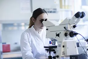 Female Laboratory Chemist Prints: Young laboratory assistant with microscope and sample working in a laboratory with light microscope