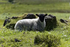 Isle Of Skye Prints: Print of Lamb in Isle of Skye Meadow