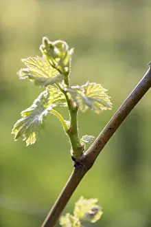 Central European Viticulture Prints: Young leaves of a grapevine in spring