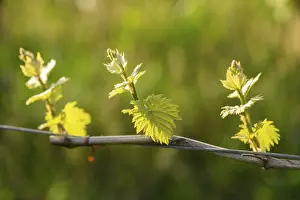 Grapevine Spring Prints: Young leaves of a grapevine in spring