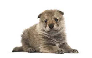Grey Wolf Prints: Young Mongolian wolf, or grey wolf