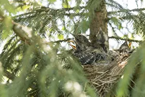Passerine Wildlife Images Prints: Young thrush chicks in their nest