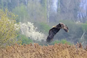 Raptor Species Prints: Young white-tailed eagle, Eurasian sea eagle