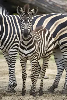 Young Zebra Prints: Young zebra in a clearing