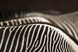 Mammalian Wildlife Photography Prints: Zebra