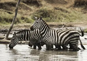Zebras In Serengeti Prints: Zebras standing and drinking in a river
