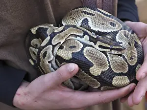 Python Prints: Zookeeper Holding Ball Python Print