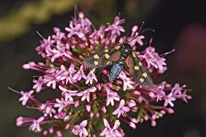 Deserted Bloom Prints: Zygaena ephialtes, variable ram