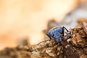 Baden Wurttemberg Fauna Prints: Abax parallelepipedus