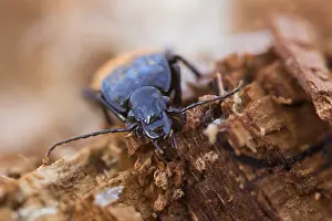 Baden Wurttemberg Fauna Prints: Abax parallelepipedus