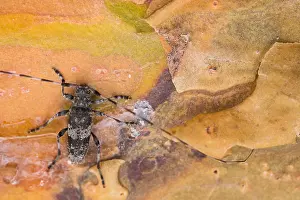 Longhorn Beetle Species Prints: Acanthocinus griseus