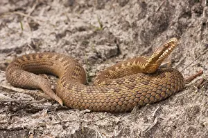 Common Viper Prints: Adder, Common Viper, Vipera berus