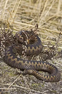 Common Viper Prints: Adder, Common Viper, Vipera berus