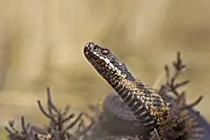 Common Viper Prints: Adder, Common Viper, Vipera berus