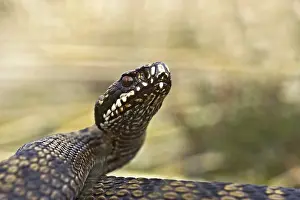 Common Viper Prints: Adder, Common Viper, Vipera berus