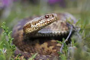 Vipera Berus Species Prints: Adder, Vipera berus