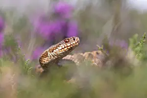 Adder Snake Prints: Adder, Vipera berus