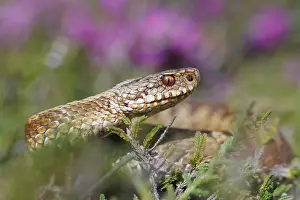 Vipera Berus Images Prints: Adder, Vipera berus