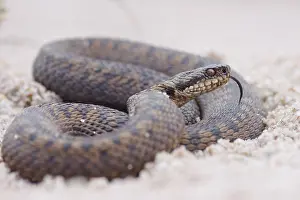 Adder Snake Prints: Adder, Vipera berus