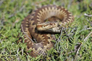 Adder Print, Vipera berus, Cherbourg-en-Cotentin, France, 31/07/2021
