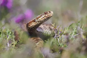 Vipera Berus Species Prints: Adder, Vipera berus