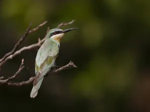 African Blue-cheeked Bee-eater Print