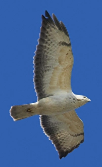 Nature Photography Finland Prints: AGAMI - Common Buzzard, Buizerd