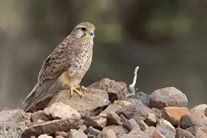 African Raptors Prints: Alexander's Kestrel
