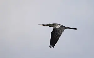 North American Wildlife Photos Prints: Anhinga, Anhinga anhinga