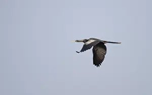 American Wildlife Prints: Anhinga, Anhinga anhinga