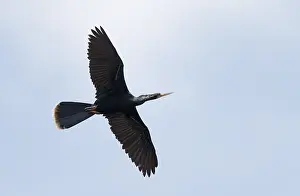 Florida Wildlife Images Prints: Anhinga, Anhinga anhinga